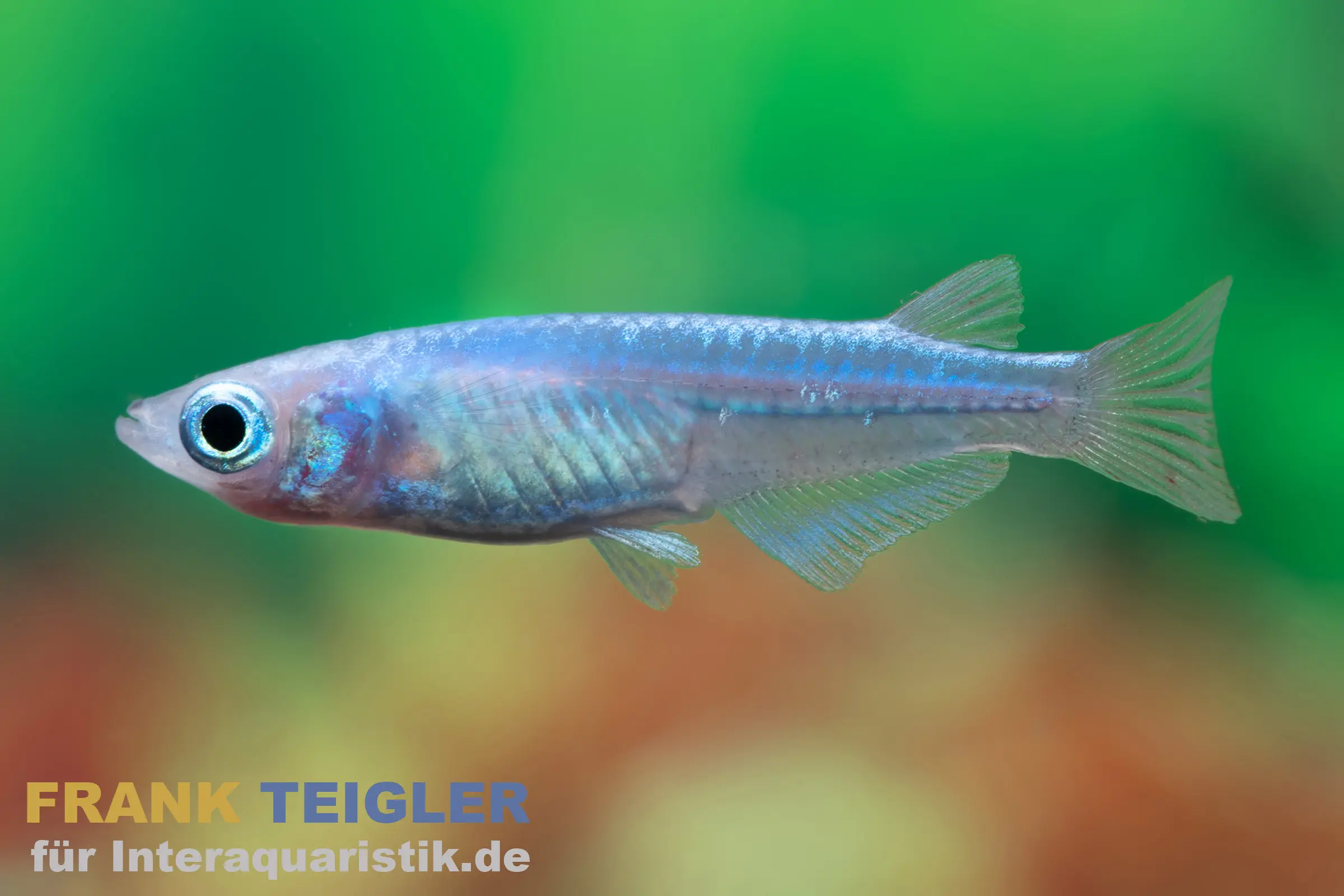 Medaka Blue Miyuki, Oryzias latipes Blue Miyuki