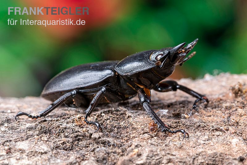 Hirschkäfer, Dorcus alcides, gemischt