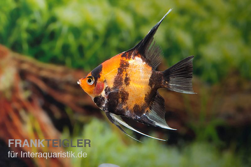 Scharlachrot-Goldener Skalar, Pterophyllum scalare Kin Hi Utsuri, DNZ