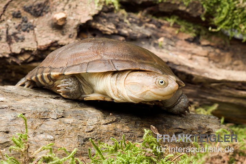 Starrbrust-Pelomeduse, Pelomedusa subrufa