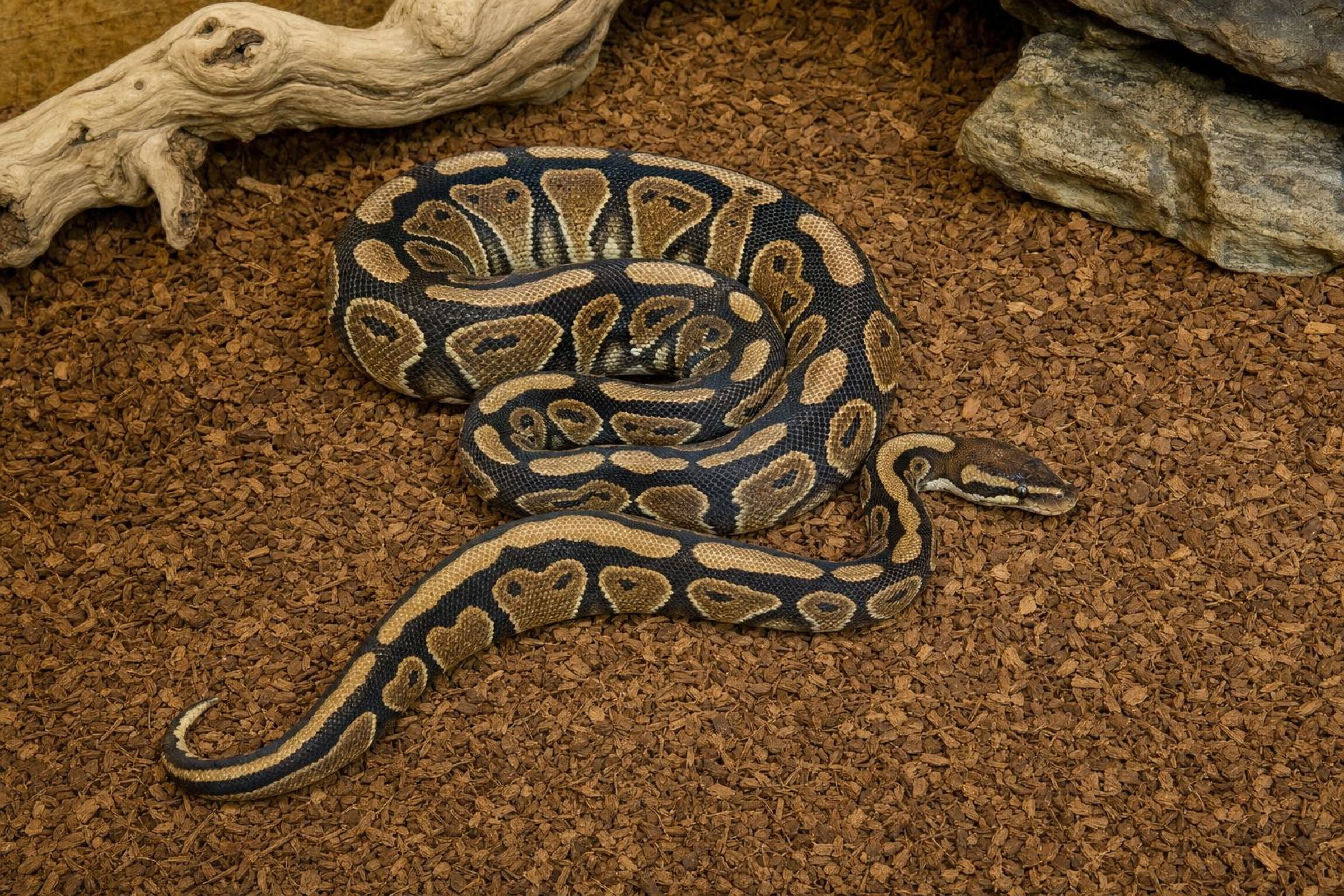 Königspython „Gravel Special“, Python regius