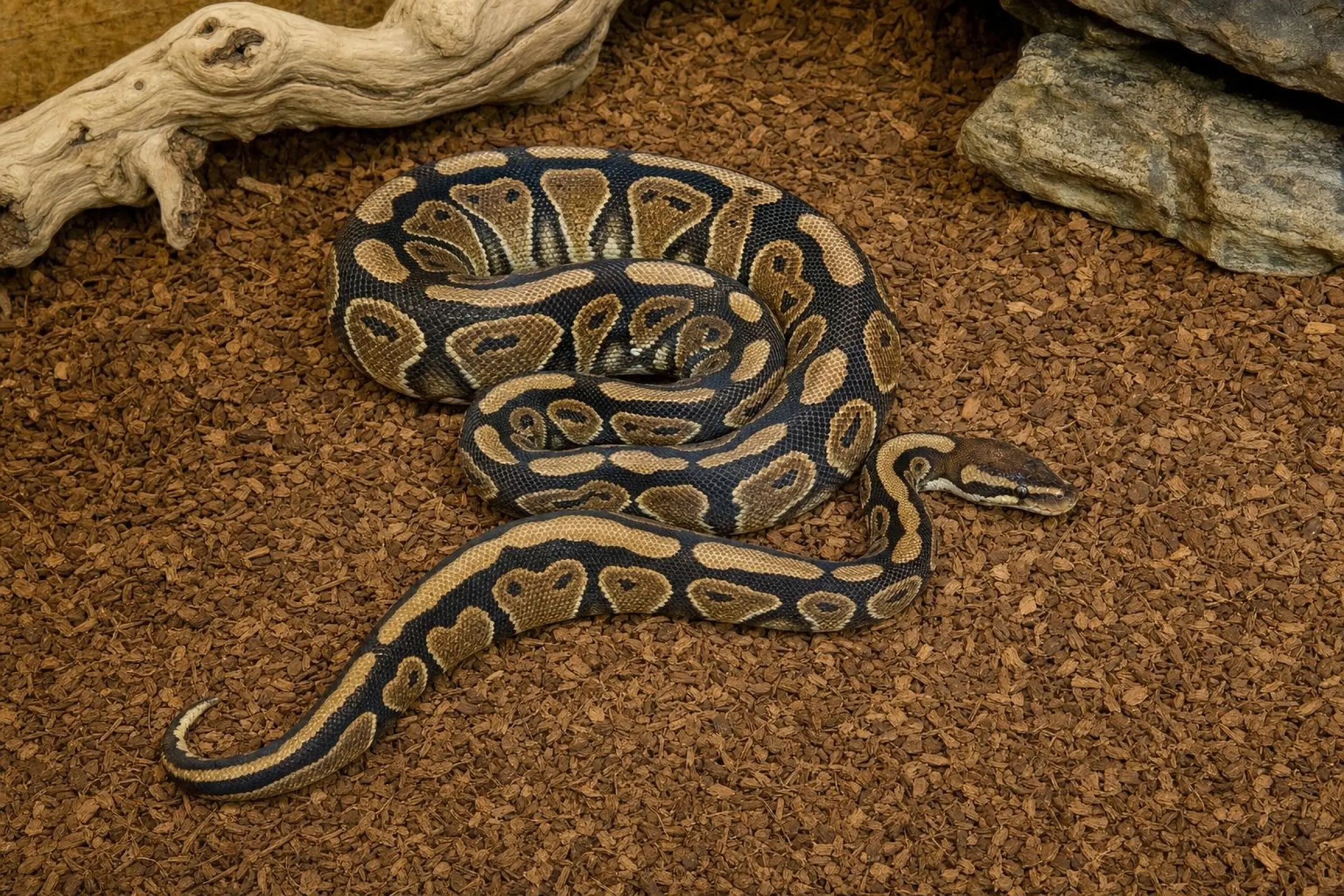 Königspython „Gravel Special“, Python regius