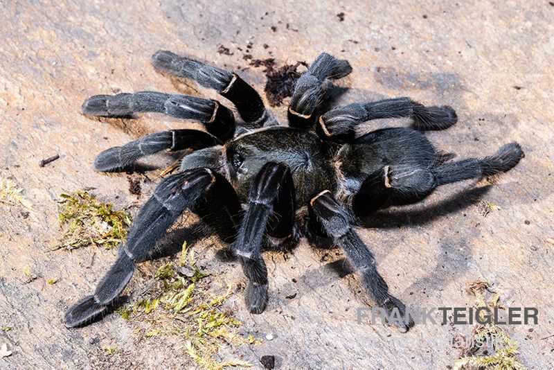 Schwarze Thai-Vogelspinne, Cyriopagopus minax XL