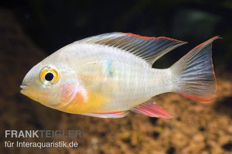 Bolivianischer Schmetterlingsbuntbarsch, Microgeophagus altispinosa