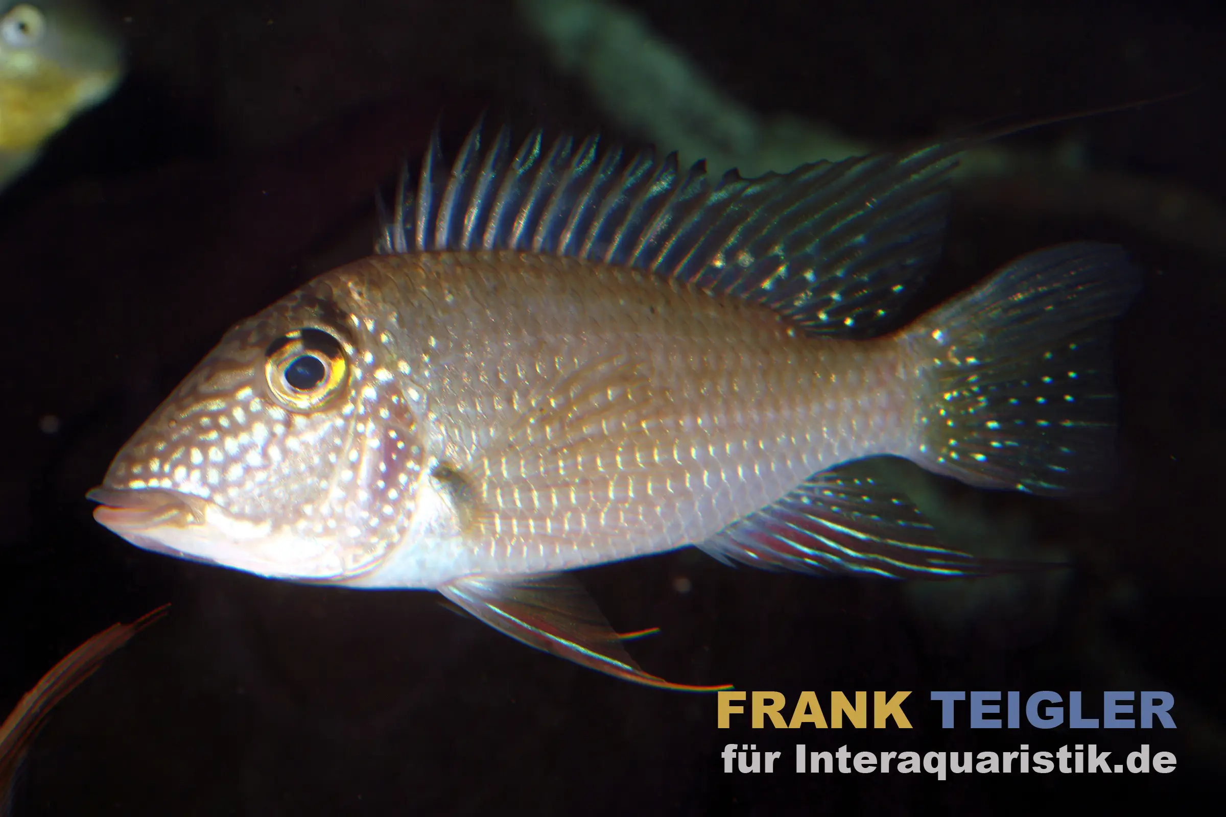 Weisstüpfel-Erdfresser, Satanoperca leucosticta