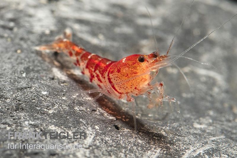 TiBee-Garnele rot, Tigerbiene, Caridina spec.