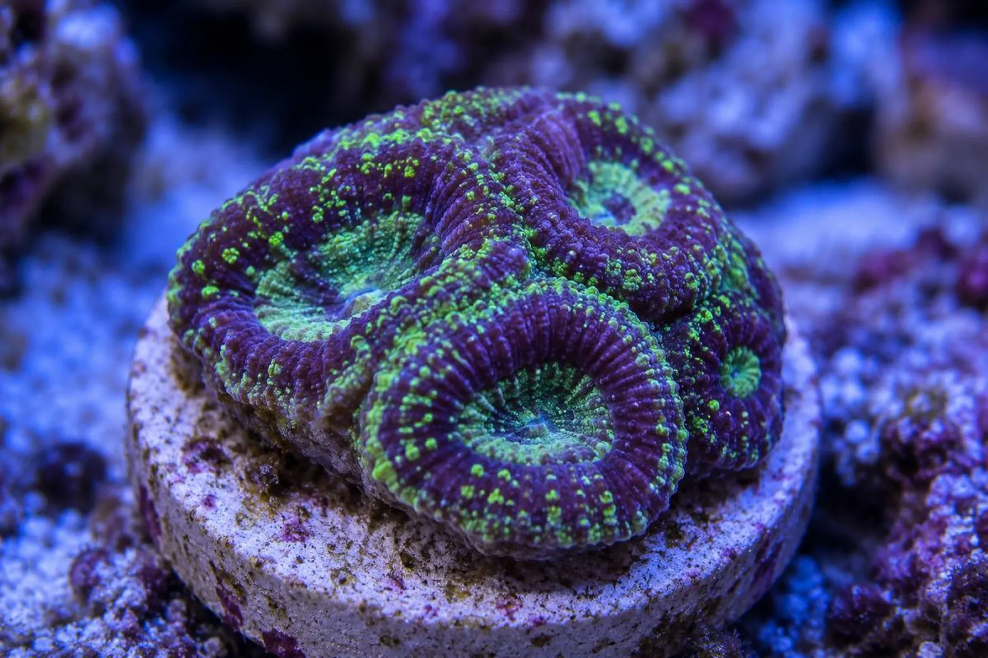 Hirnkoralle „Speckled Radiation“ (Nachzucht), Favia spec., Größe S–M