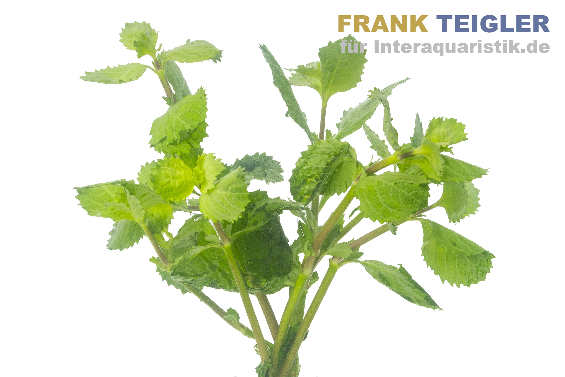 Indischer Wasserwedel, Hygrophila difformis, Bund