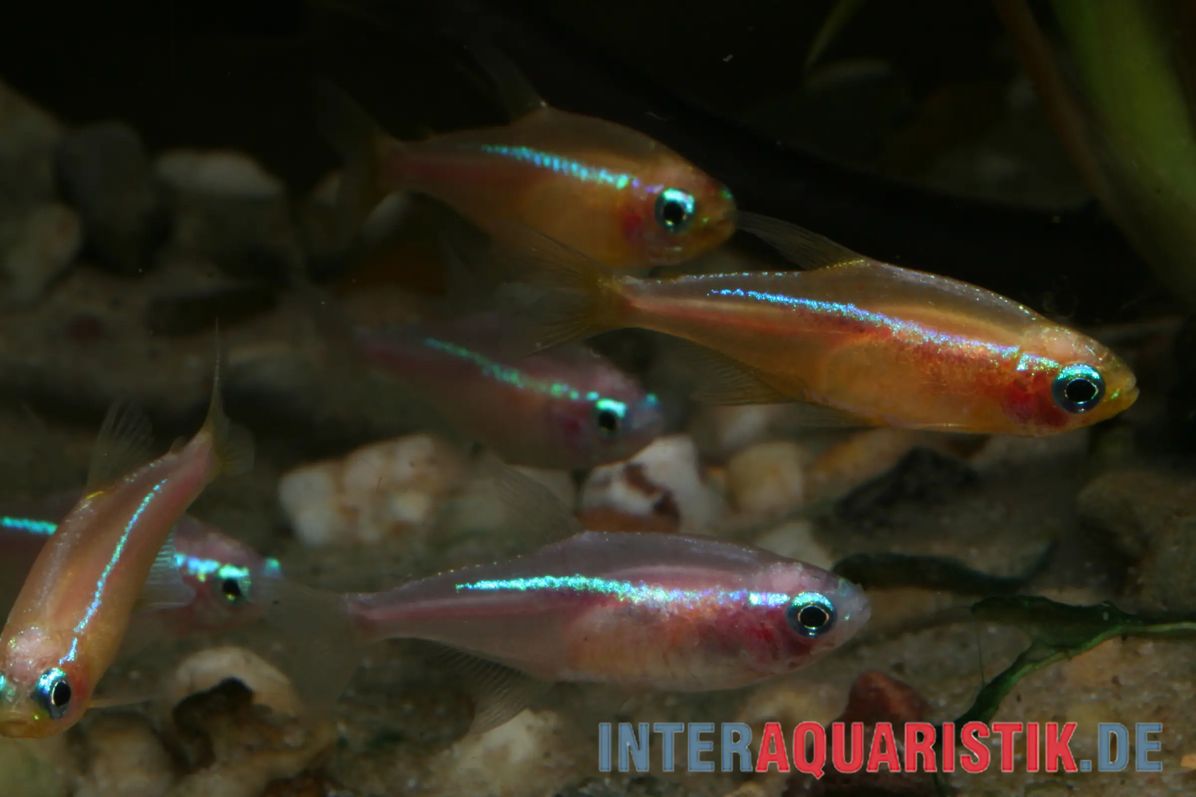 Mehrere leuchtende Neontetras über Kiesboden