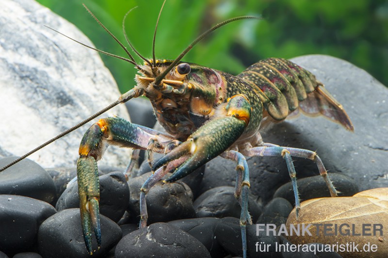 Rotscherenkrebs, Cherax quadricarinatus, Paar (1 Männchen + 1 Weibchen)