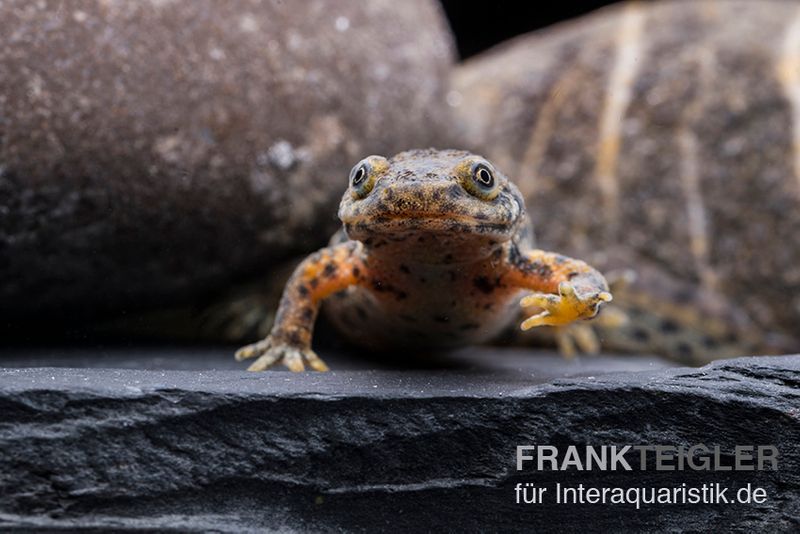 Spanischer Rippenmolch, Pleurodeles waltl