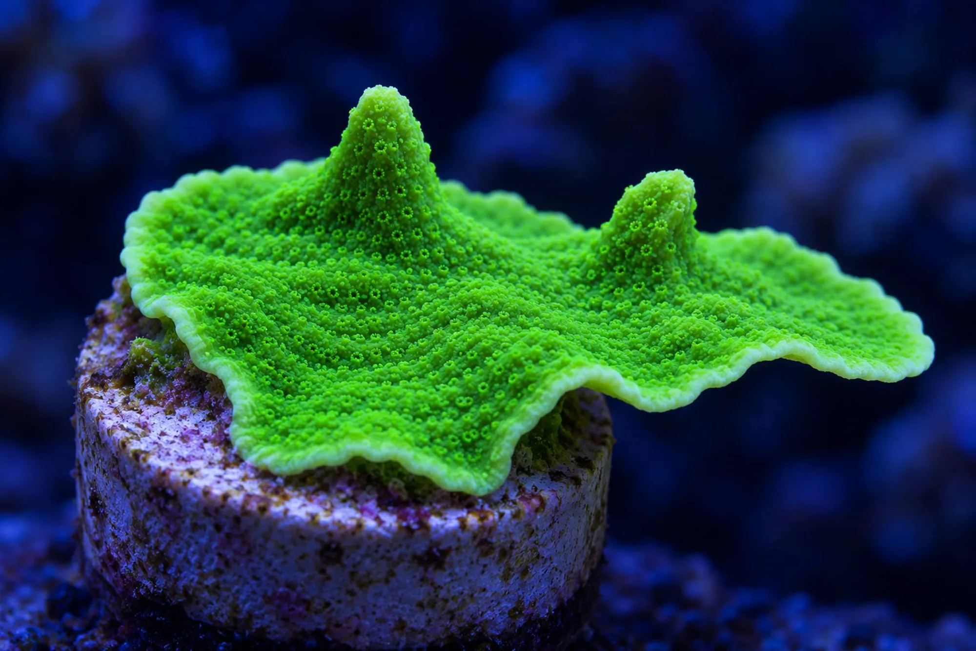 Folienkoralle „Neongrün“ (Nachzucht), Montipora undata, Größe S–M