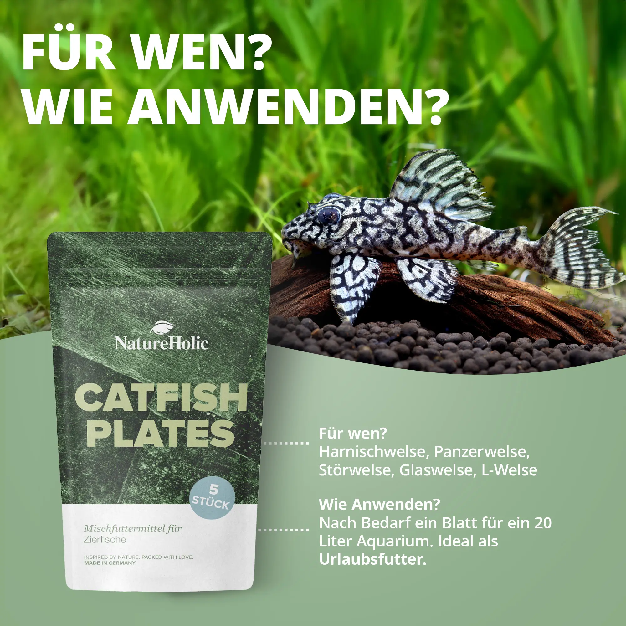 Wels-Futterplatten und Harnischwels im Aquarium