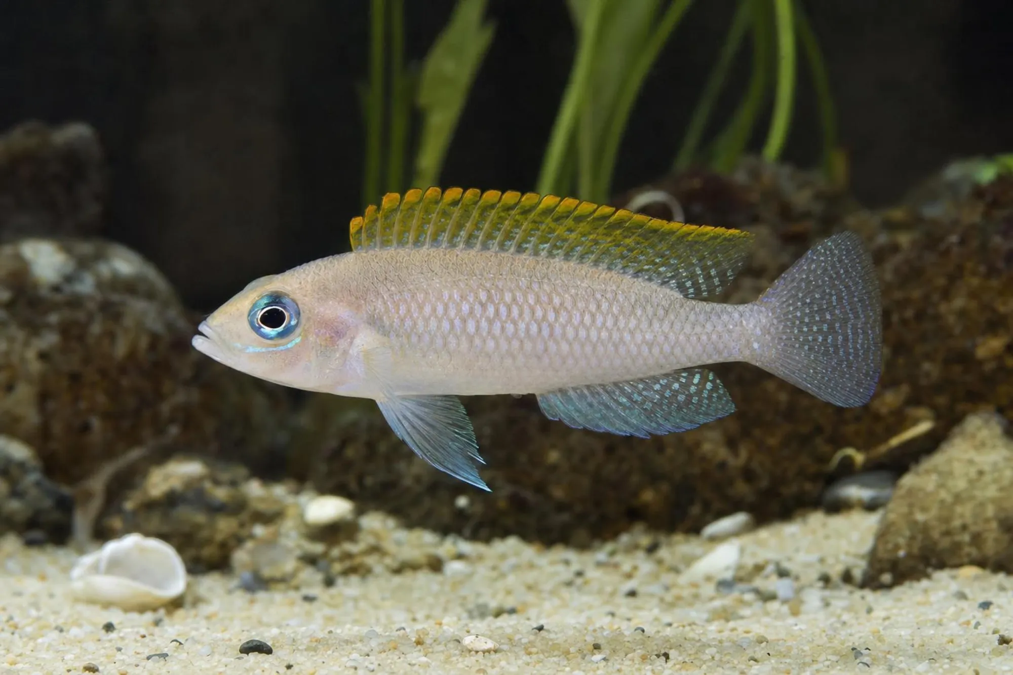 Schneckenbuntbarsch „Kapampa“, Neolamprologus caudopunctatus