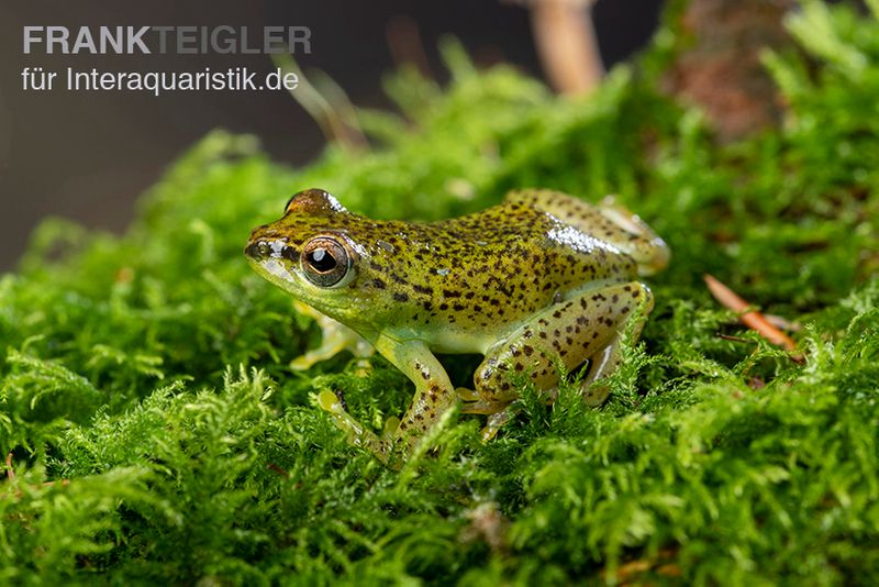 Getupfter Riedfrosch, Hyperolius guttulatus