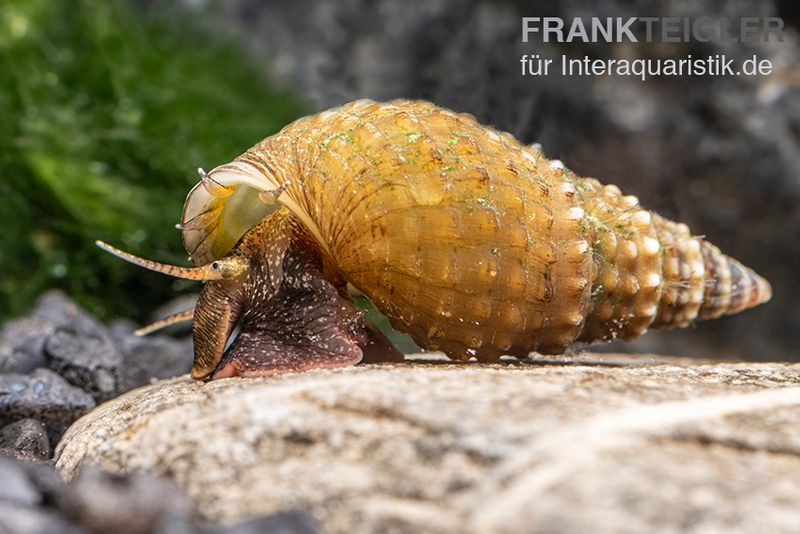 Genoppte Turmdeckelschnecke, Tarebia granifera