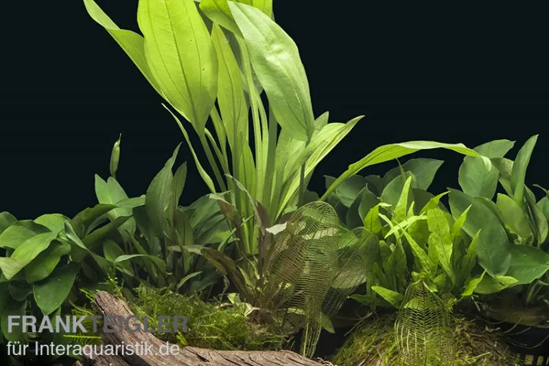 Aquarienpflanzen-Sortiment "Buntbarsch" für 80 cm Aquarium, Aquarienpflanzen-Set