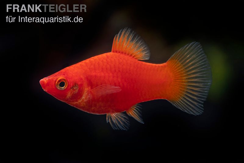 Roter Platy, Xiphophorus maculatus