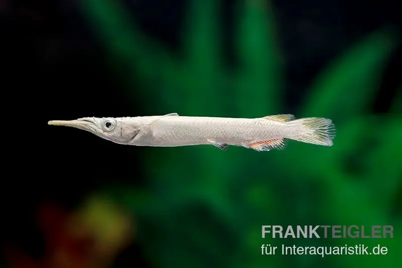 Platinum-Hechtling, Dermogenys pusillus "platinum", 3-4 cm NZ