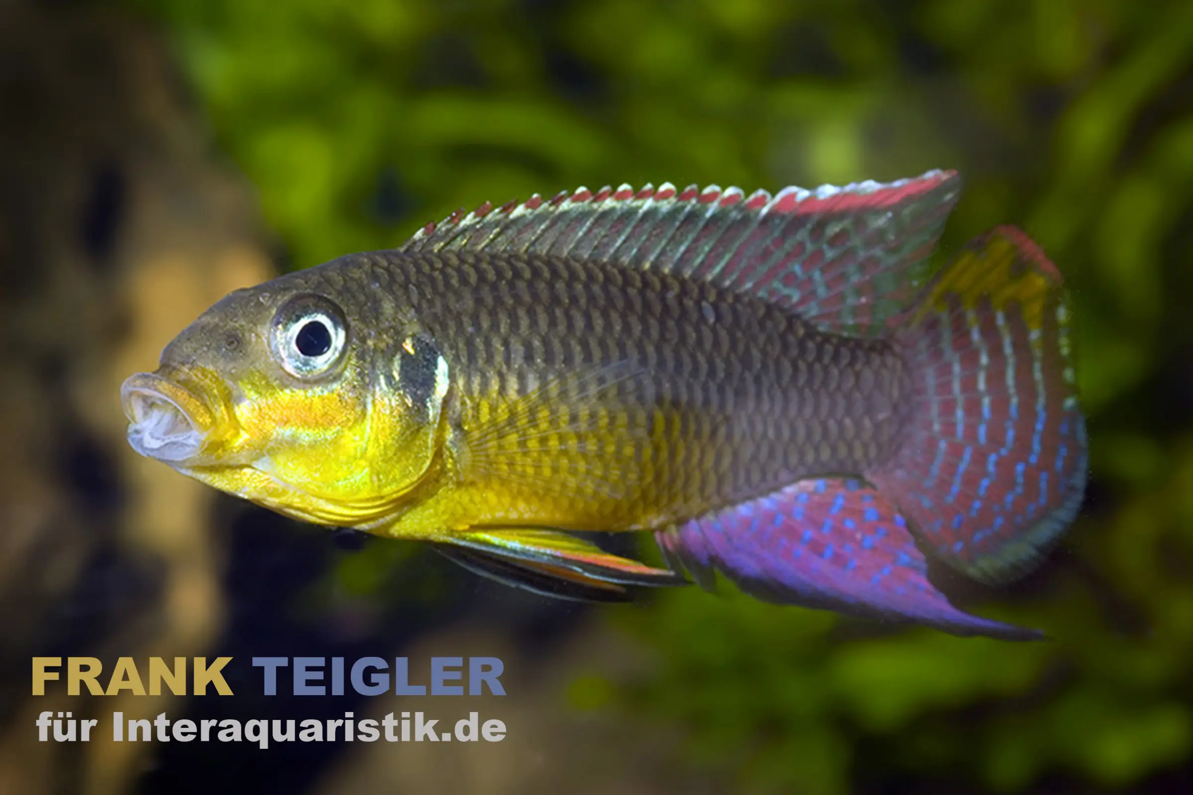 Kienke-Zwergbuntbarsch, Pelvicachromis taeniatus kienke