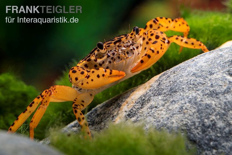 Pantherkrabbe, Parathelphusa pantherina, Paar (1 Männchen + 1 Weibchen)