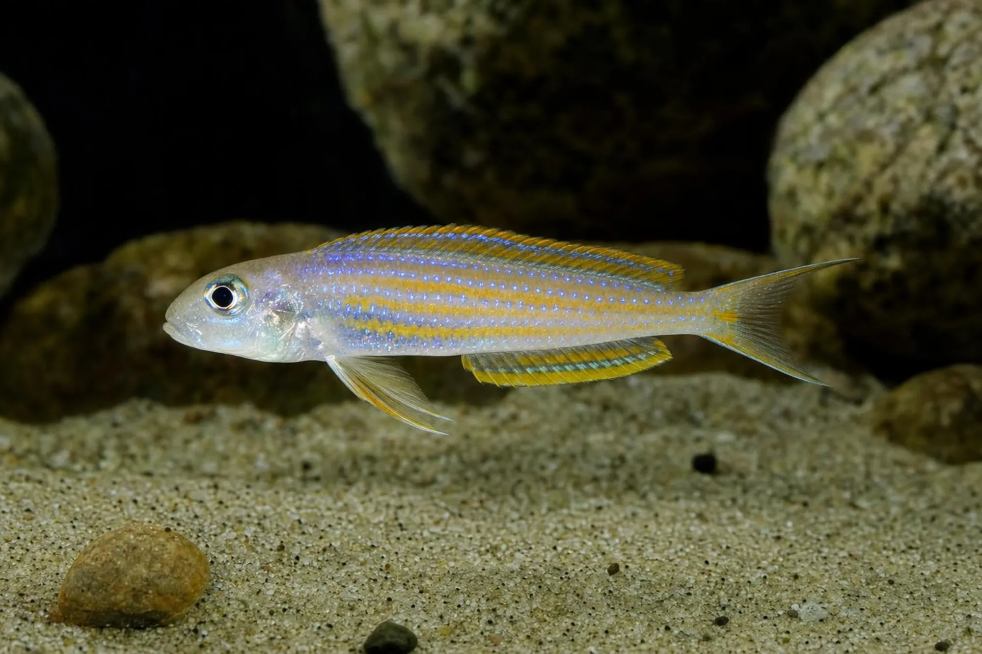 Ndole-Sandcichlide, Xenotilapia ochrogenys