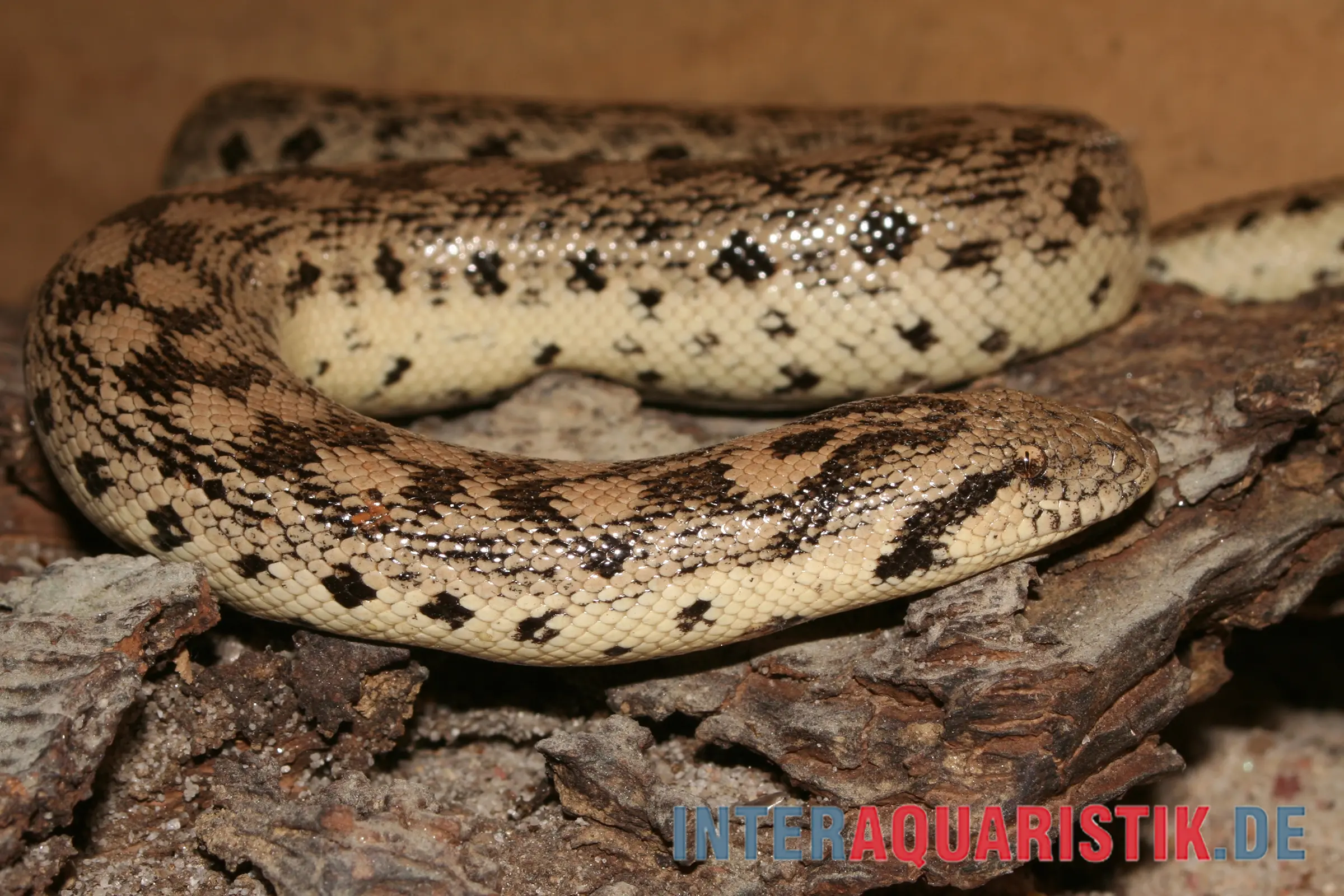 Sandboa, Eryx tataricus
