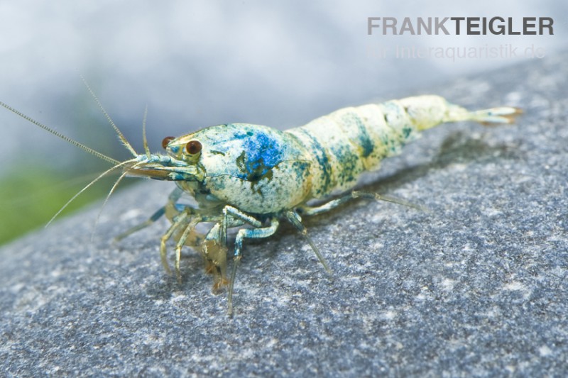 Taiwan Bee Blue Bolt Face, Caridina spec.