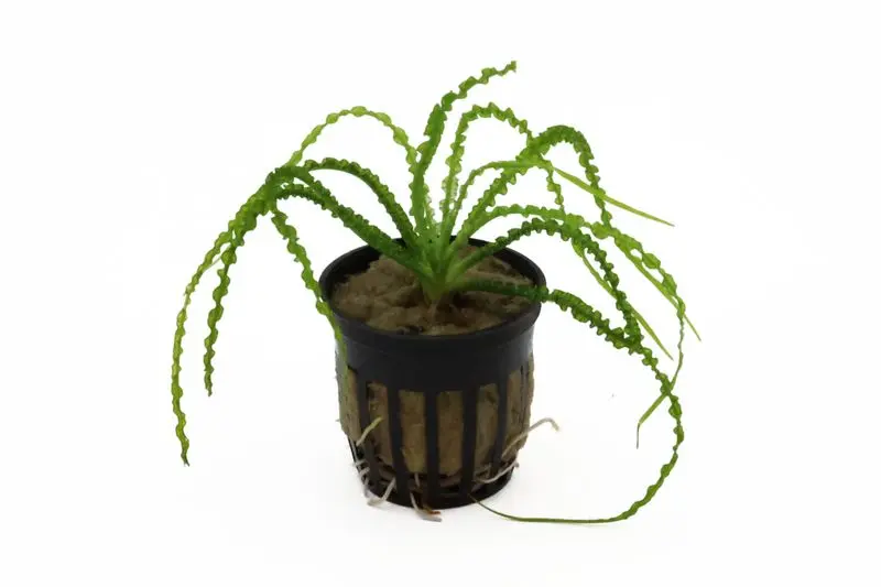 Dauerwellen-Hakenlilie, Crinum calamistratum, Knolle