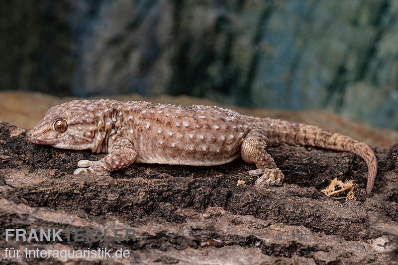 Bibrons Dickfingergecko, Chondrodactylus bibronii, Paar