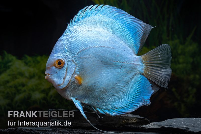 Diskusfisch ASIA-NZ, Symphysodon discus Blue Sapphire, 2 Zoll, 5-6 cm