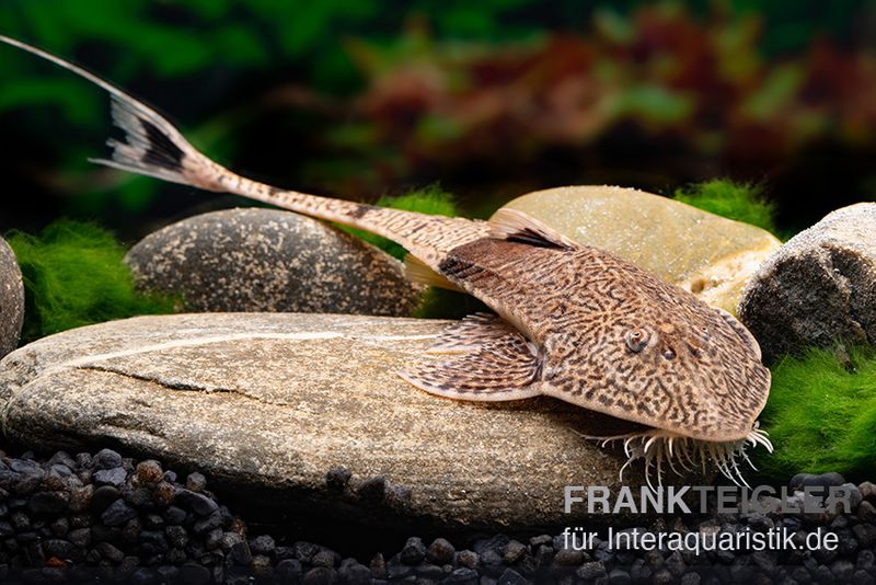 Marmor-Flunderharnischwels, Pseudohemiodon apithanos sp. Colombia