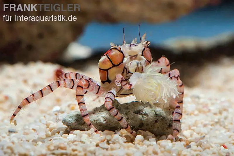 Boxerkrabbe, Lybia tesselata (Pompomkrabbe, Boxing crab)
