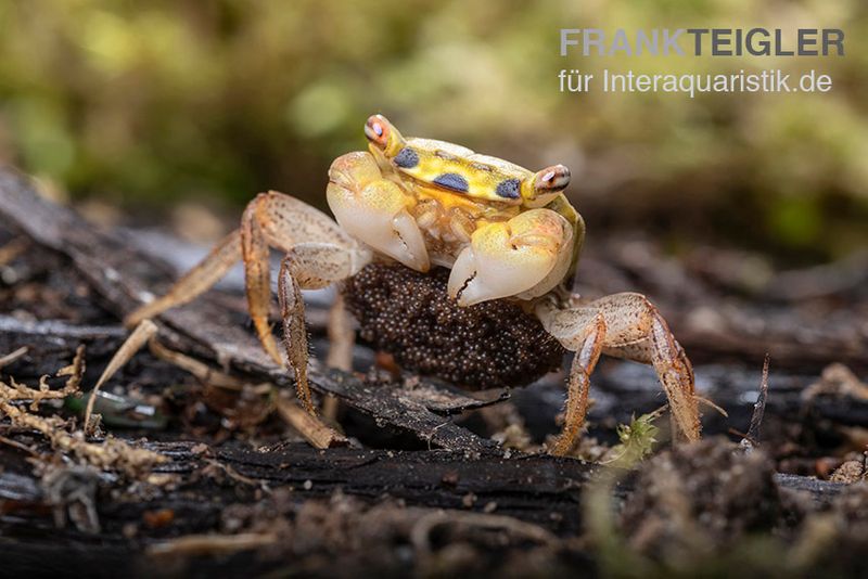 Smaragdkrabbe, Metasesarma spec. "Green Emerald" (Emerald Crab), Zufällig ausgewählt