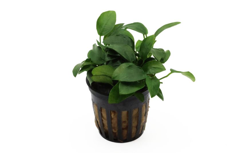 Bonsai-Zwergspeerblatt, Anubias barteri "Petite", In Vitro