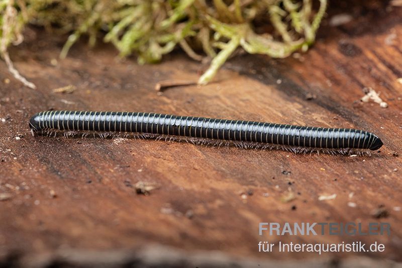 Grüner Tausendfüßer, Spirobolus sp. "Green"