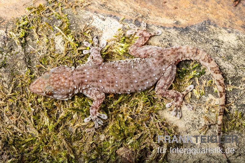 Sierra Leone Mauergecko, Tarentola parvicarinata