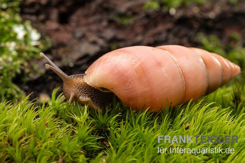 Pinke Hausschnecke, Limicolaria sp. "Pink"