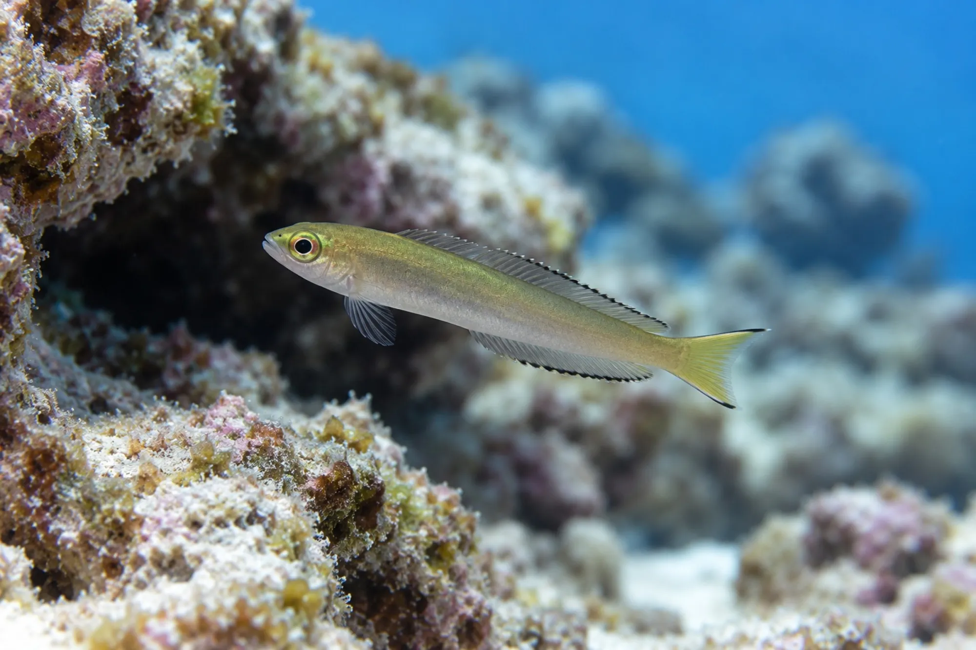 Afrikanischer Leierschwanz-Schleimfisch Nachzucht, Meiacanthus mossambicus