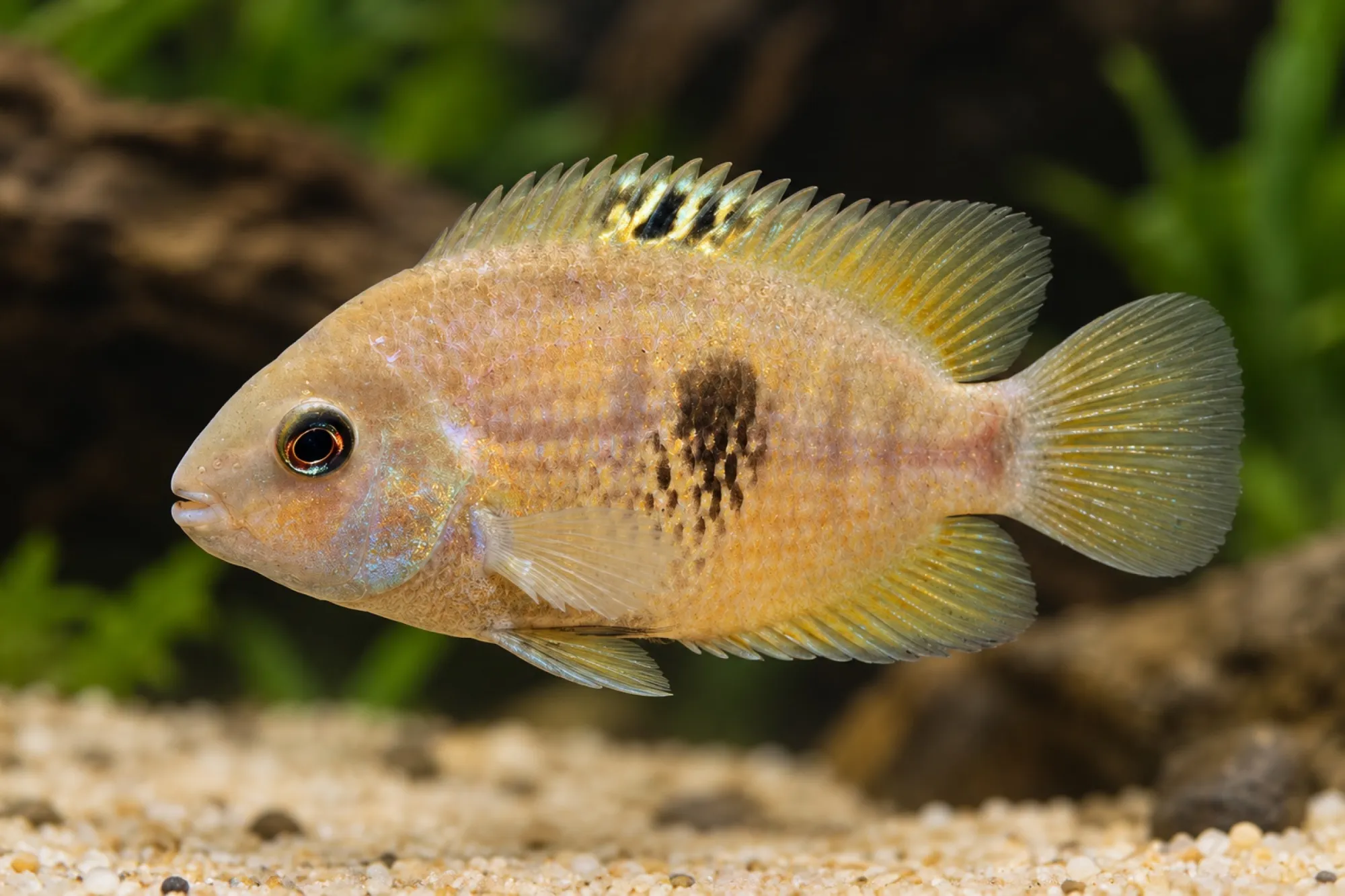 Topaz-Buntbarsch, Amatitlania myrnae