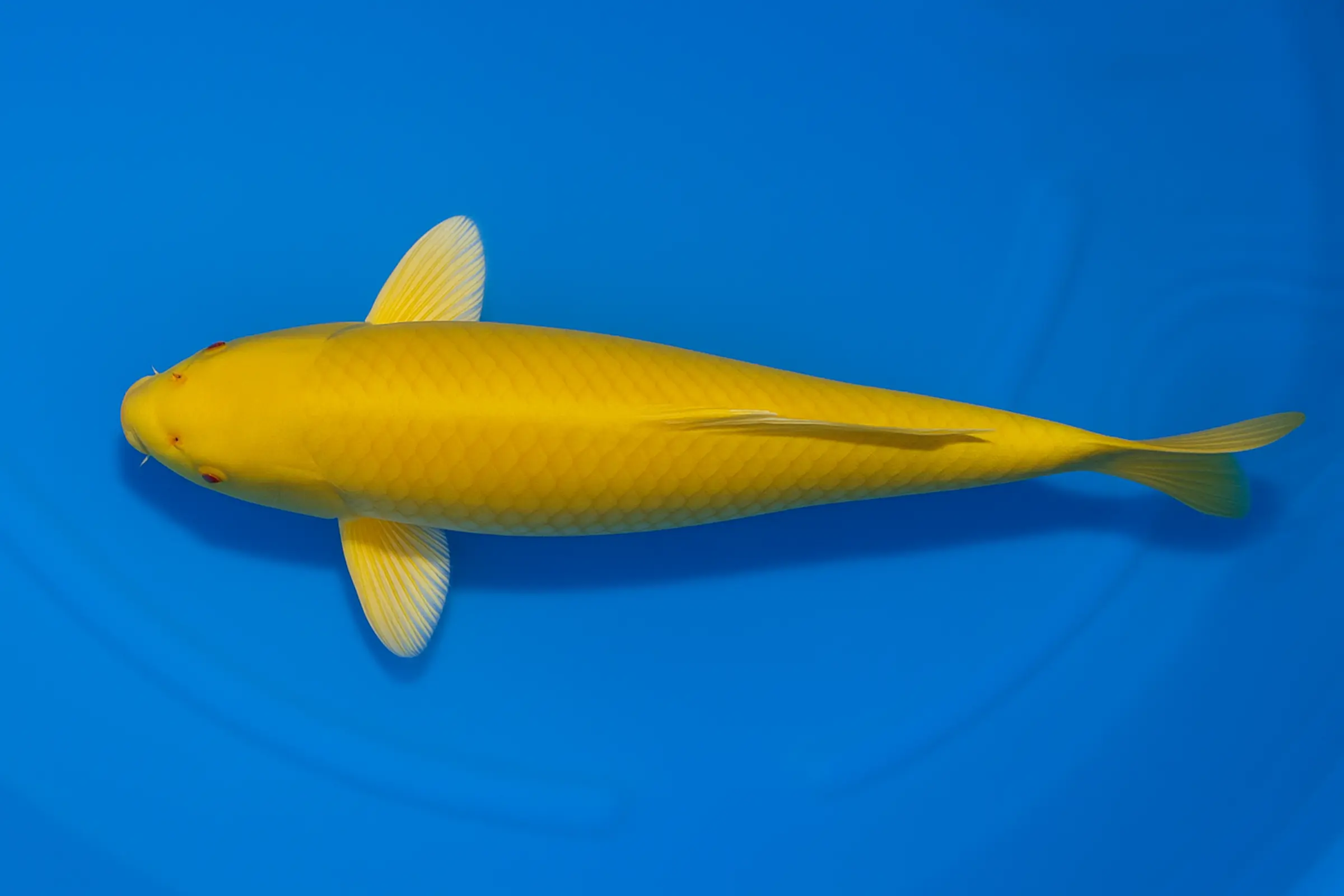 Japan Koi Ikarashi Tosai Kigoi, Cyprinus carpio, 13-15 cm