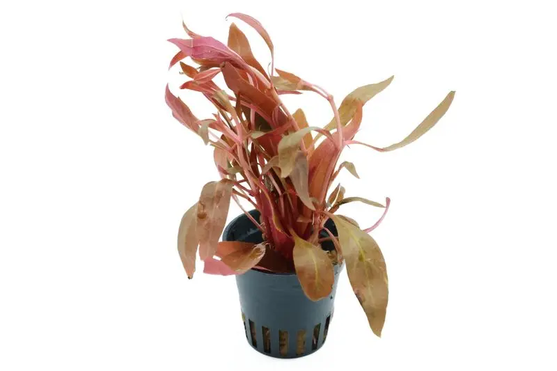 Dunkelrotes Papageienblatt, Alternanthera reineckii "Rot", im Topf