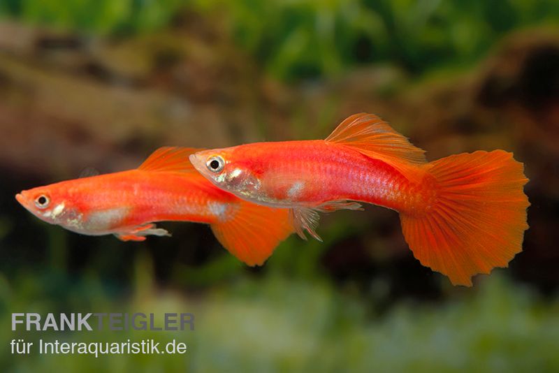 Guppy full red, Poecilia reticulata, Männchen