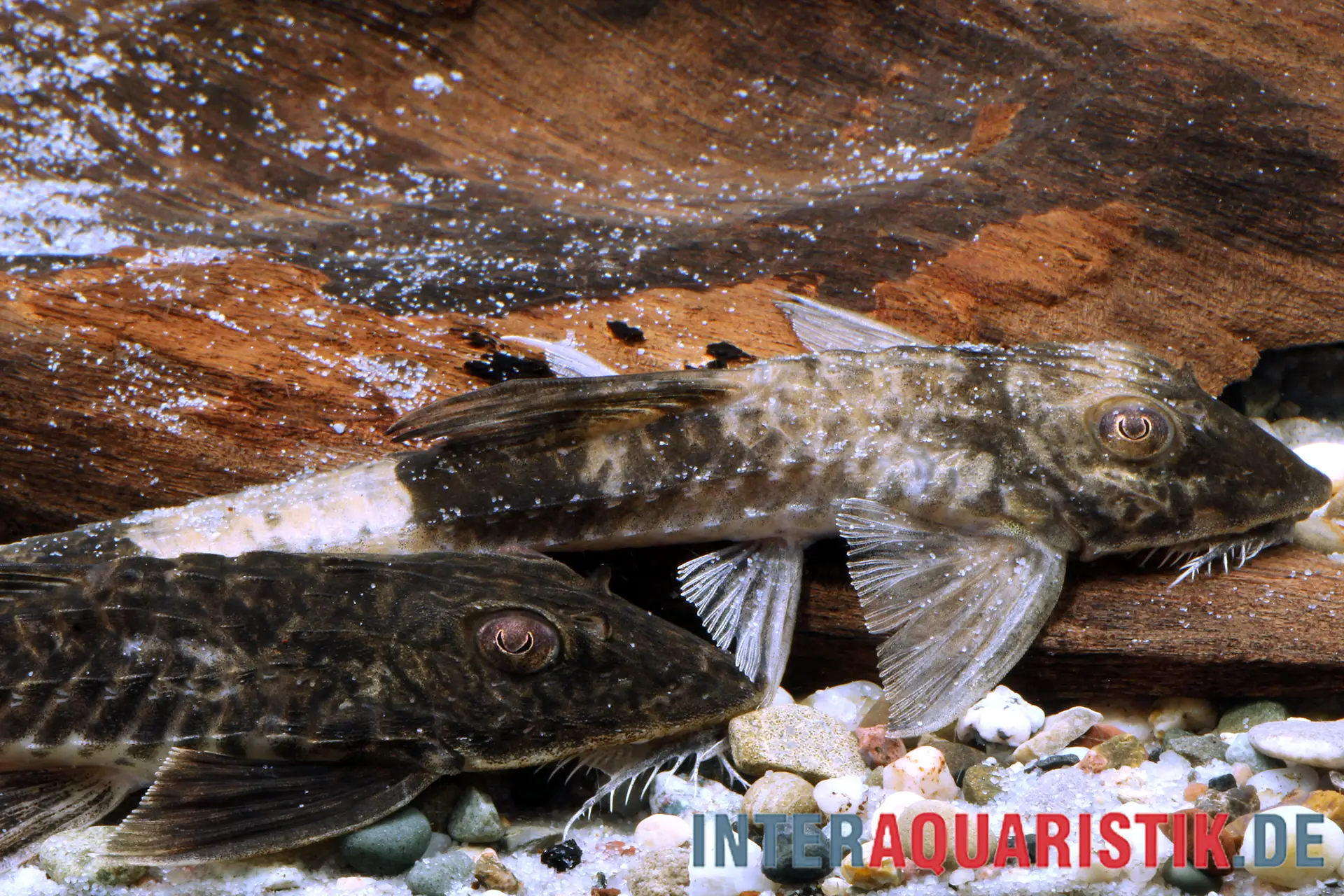 Zwei Bodenwelse liegen auf Aquariumkies vor einer Holzwurzel; Detailaufnahme zur Präsentation von Aquariendekoration und Bodengrund
