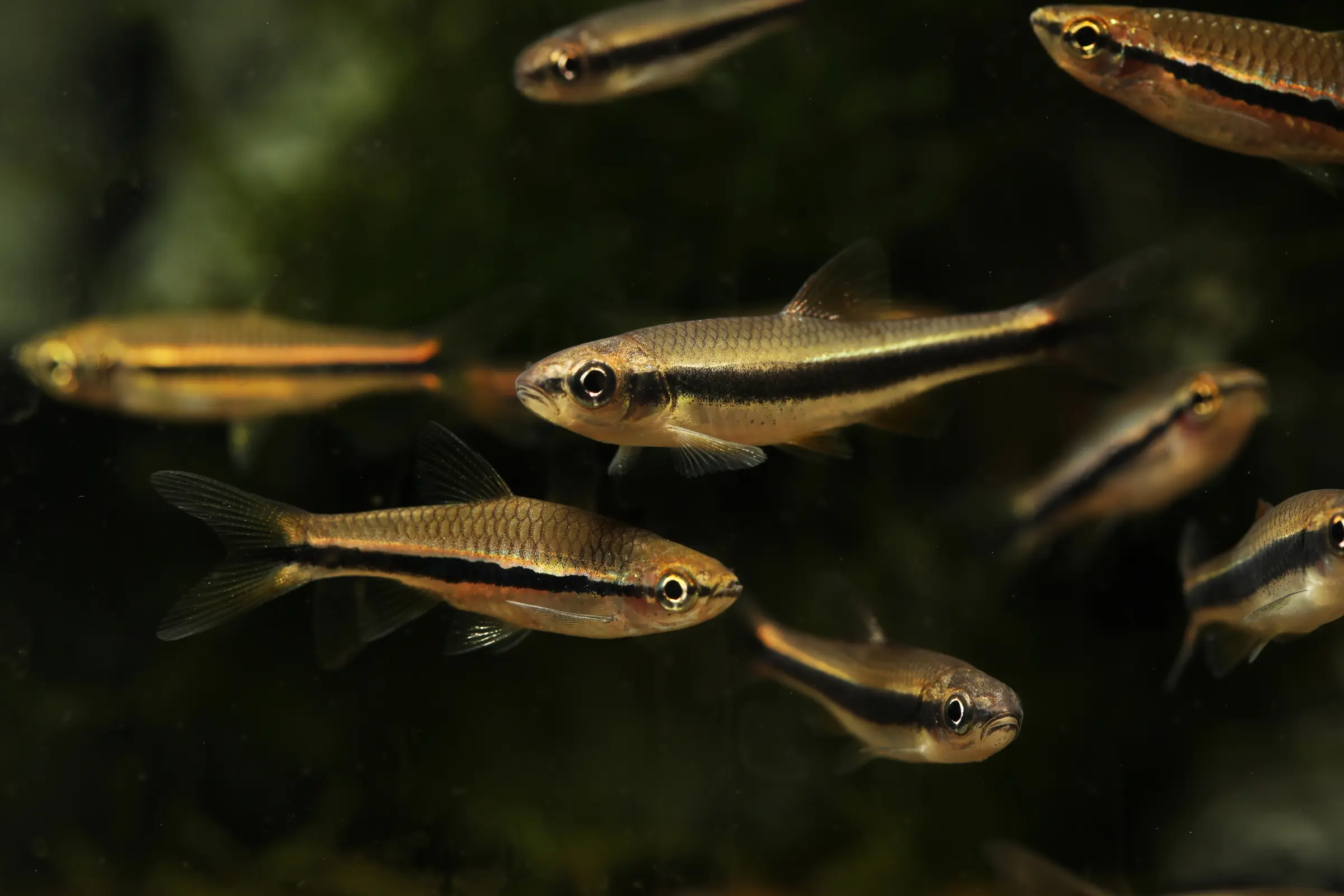 Gelbflossenelritze, Notropis lutipinnis (Kaltwasser & Warmwasser), Weißflossenelritze