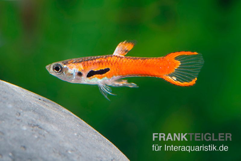Endler Guppy Red Scarlet, Poecilia wingei (Minifisch), Trio (1 Männchen + 2 Weibchen)