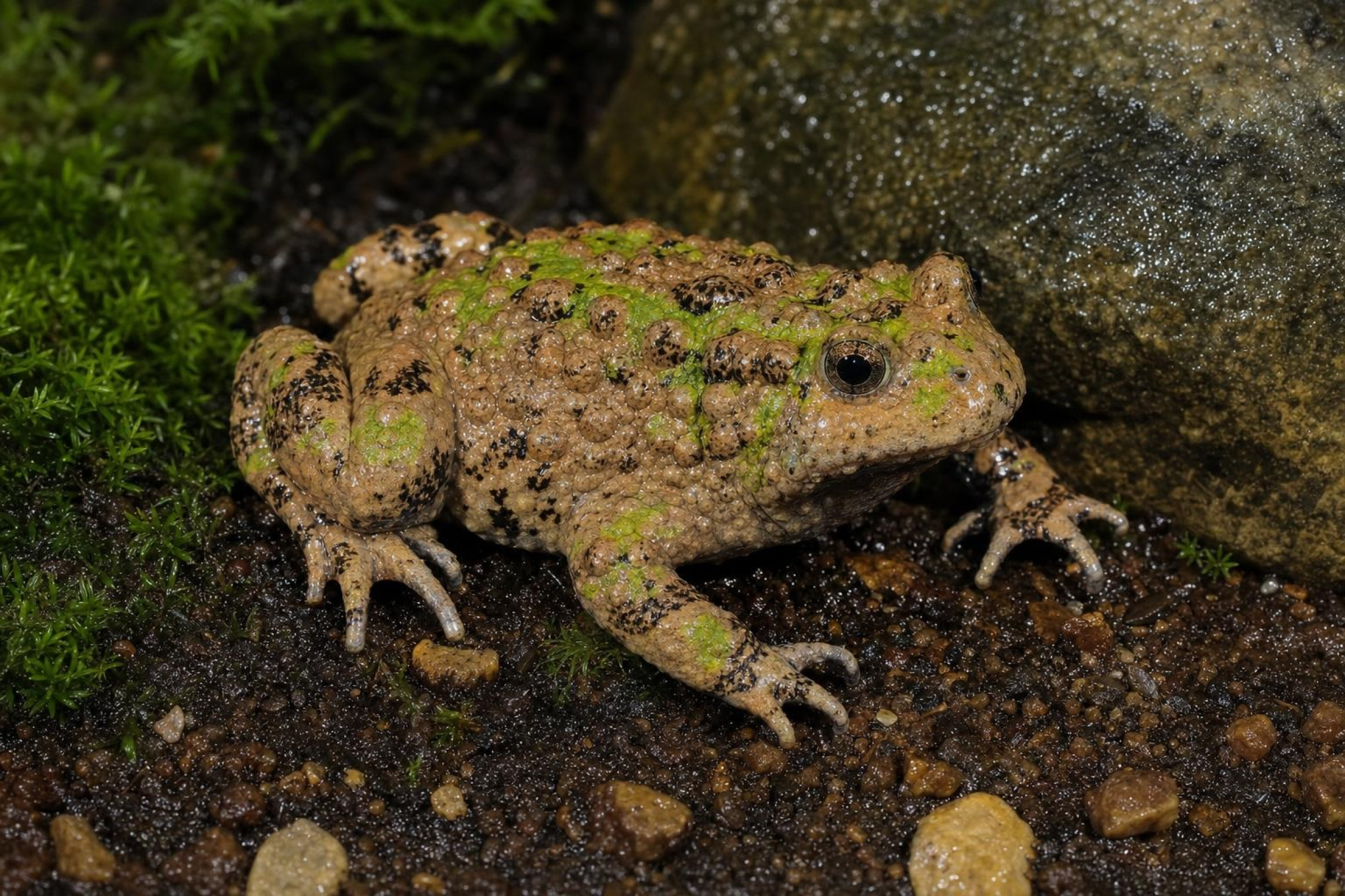 Hubei-Rotbauchunke, Bombina microdeladigitora