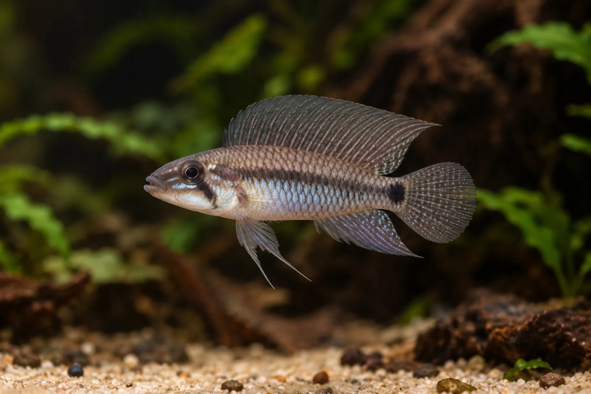 Genetzter Zwergbuntbarsch, Apistogramma pertensis