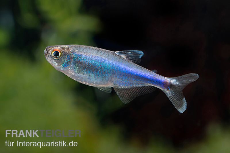 Blauer Perusalmler, Boehlkea fredcochui