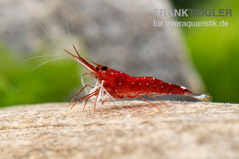 Weißpunkt-Kardinals-Garnele, Caridina spec. White Spot Red Bee